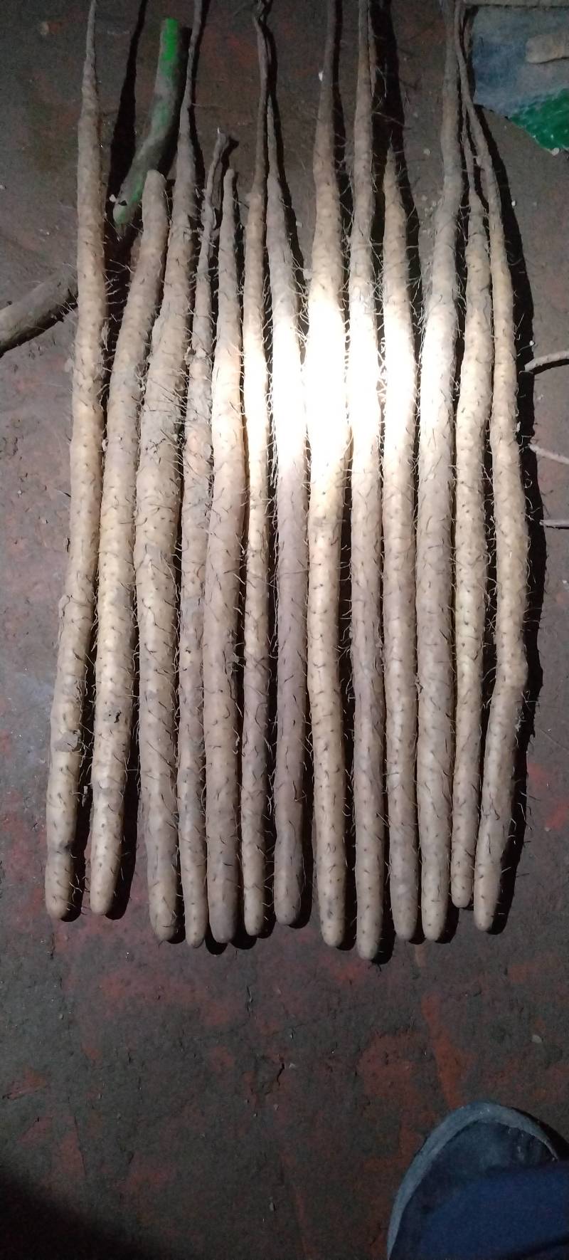 小白嘴山药大货