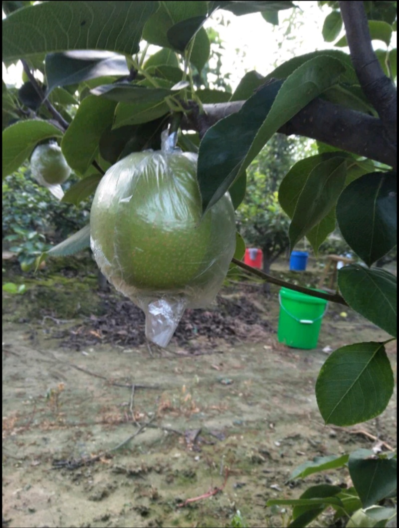 皇冠梨