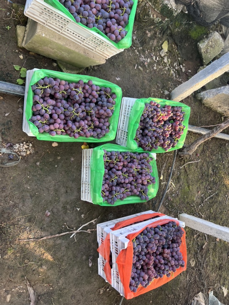浦江巨峰葡萄种植户/代办，**给力的种葡萄的