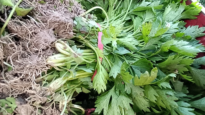 芹菜苗