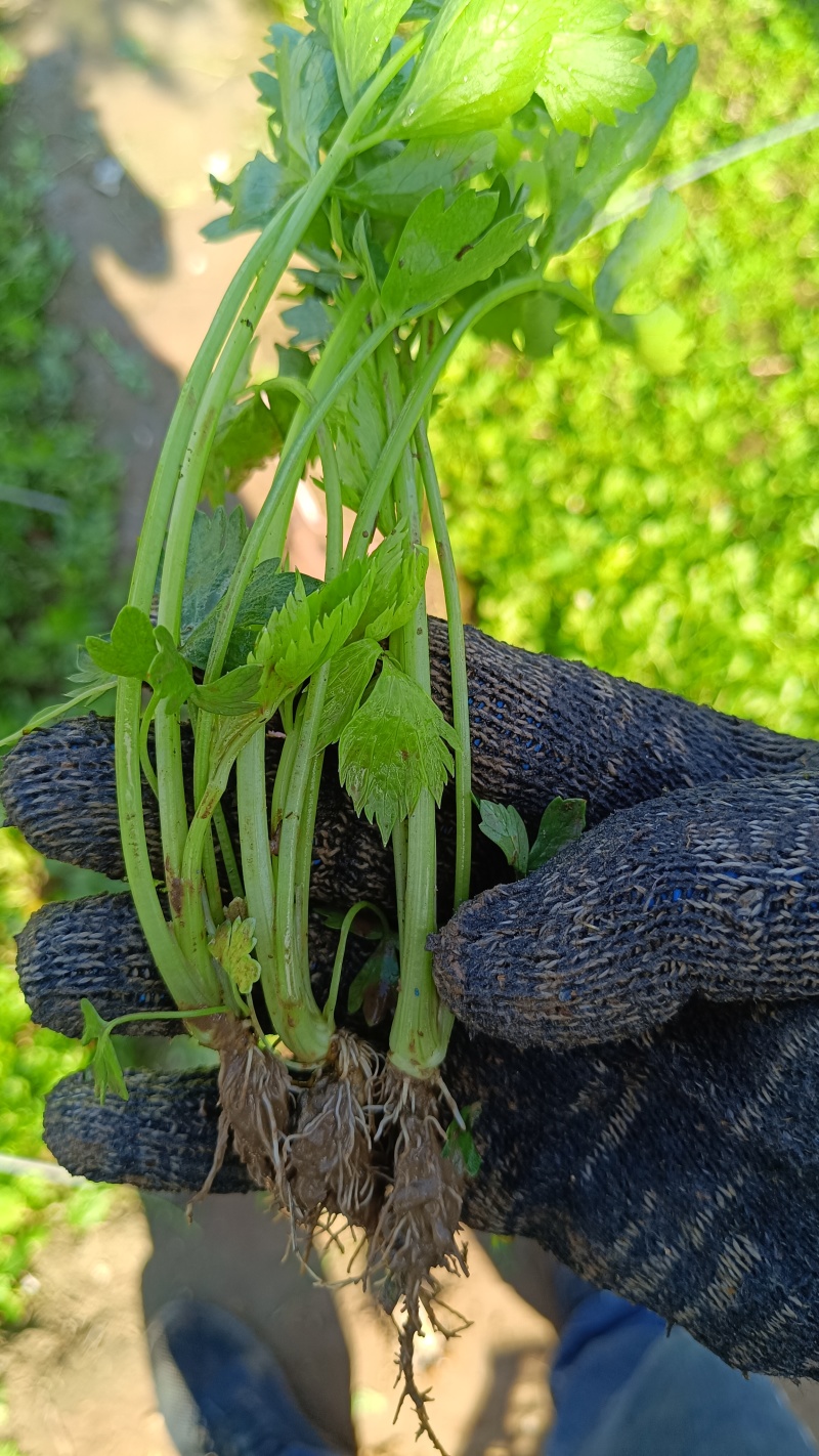 芹菜苗