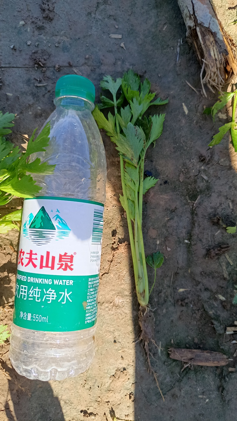 芹菜苗