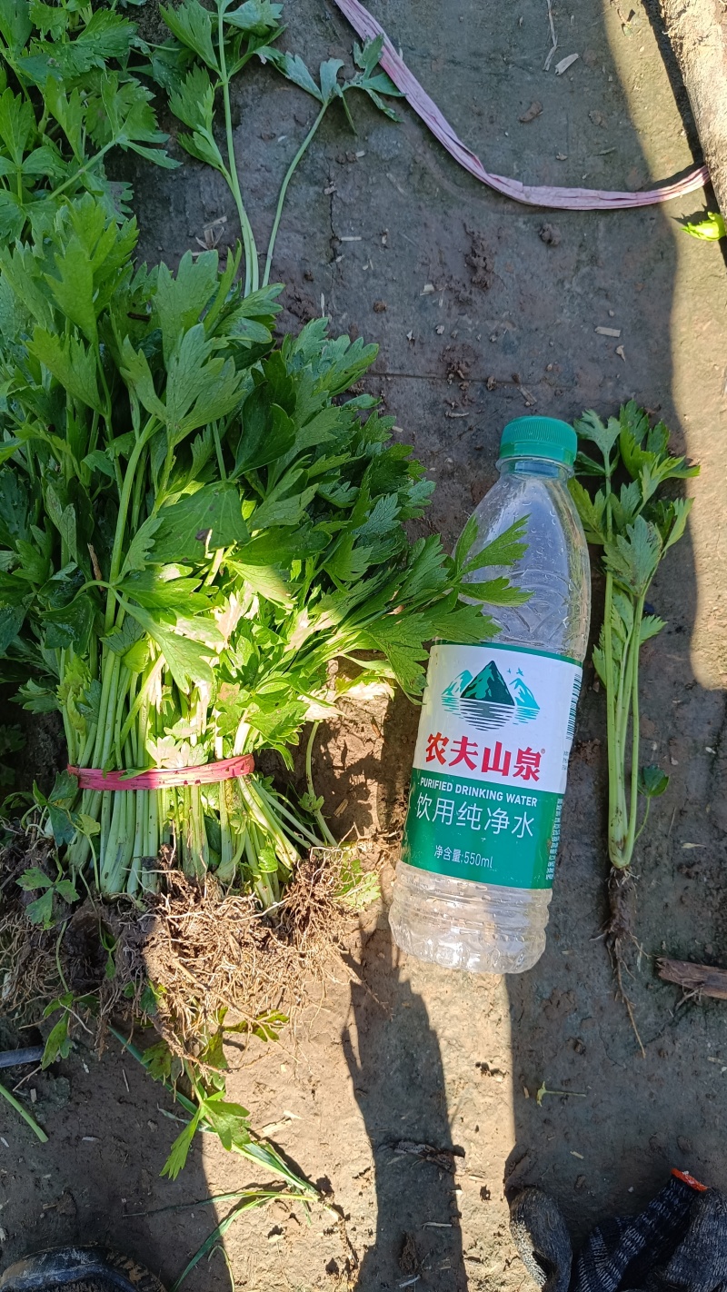 芹菜苗