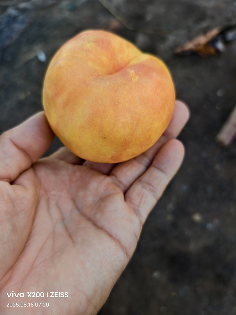 黄油蟠桃