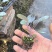 寿光优质紫甘蓝