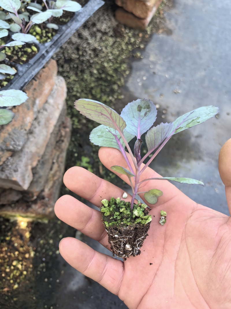 寿光优质紫甘蓝