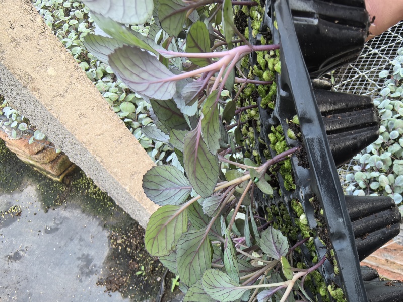 寿光优质紫甘蓝