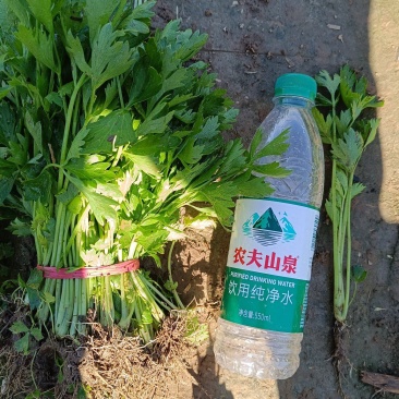 芹菜苗