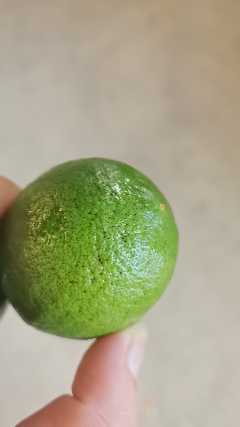 北京青柠檬榨汁果切片，加工果