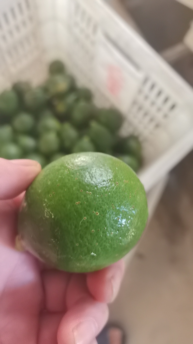 北京青柠檬榨汁果切片，加工果
