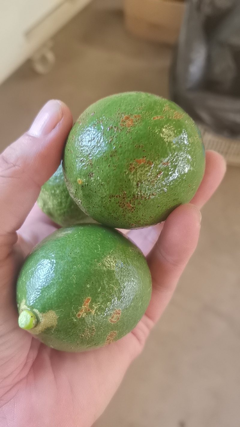 北京青柠檬榨汁果切片，加工果