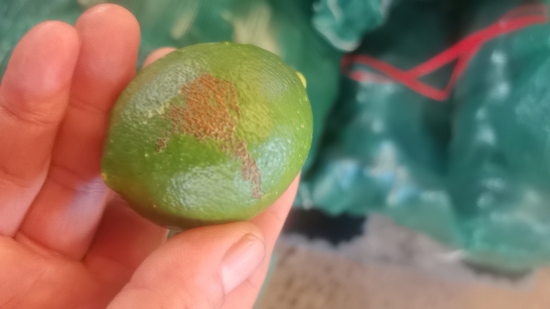 北京青柠檬榨汁果切片，加工果