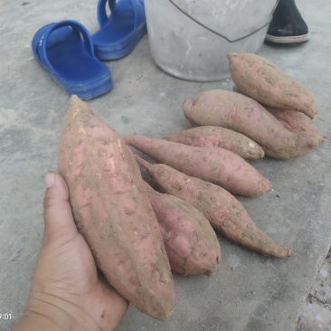 沙土地种植烟薯25白哈密软糯香甜口感细腻农户直供