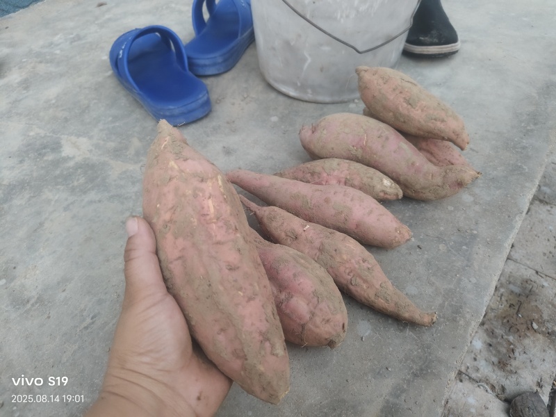 沙土地种植烟薯25白哈密软糯香甜口感细腻农户直供