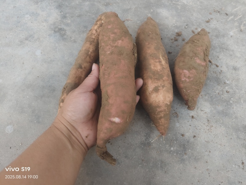 沙土地种植烟薯25白哈密软糯香甜口感细腻农户直供