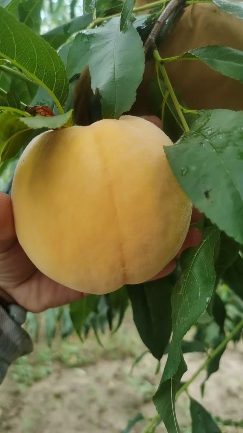 黄金蜜5号，果面细腻，个头大，货很漂亮，口感脆甜爽口