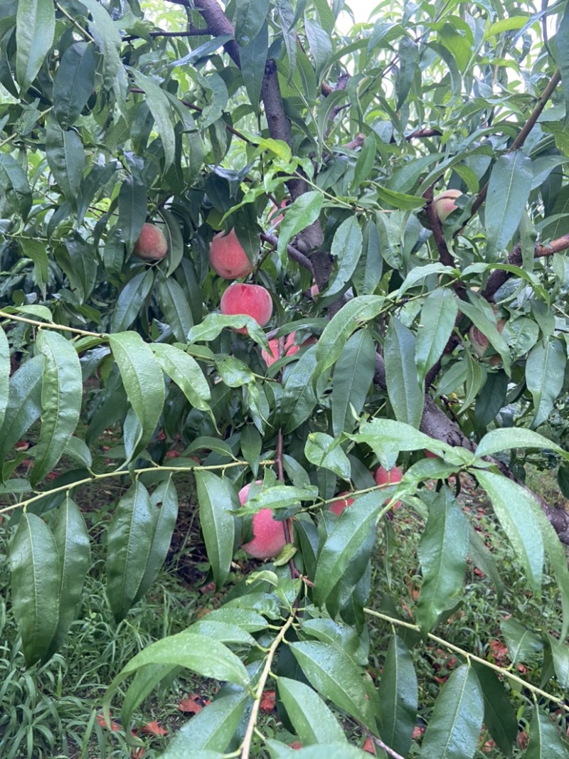 绿化久大桃，通货，价格便宜，要好货的来