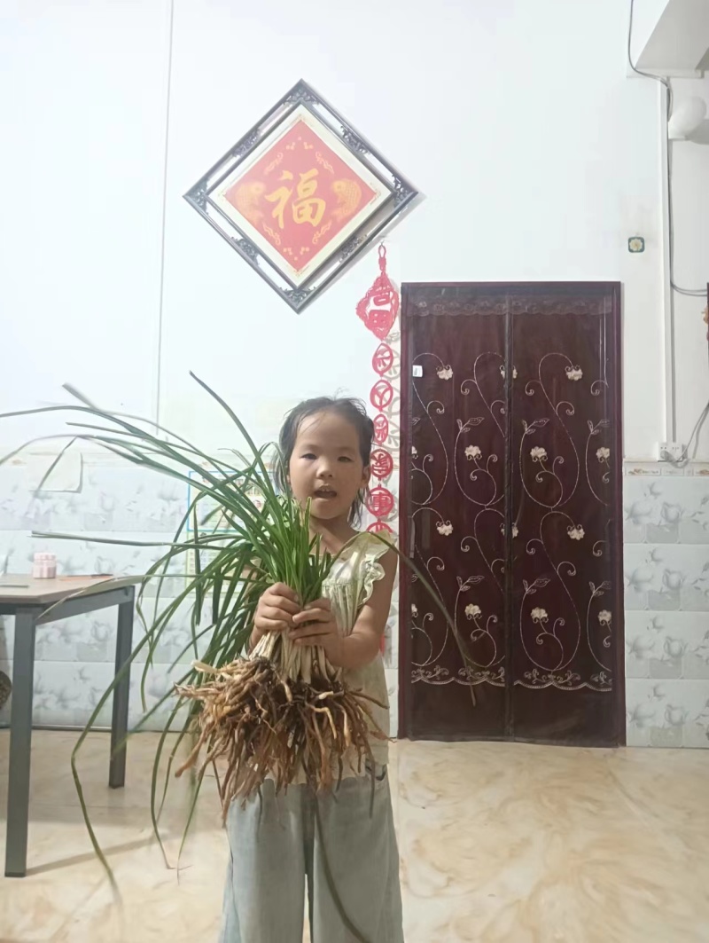 祁东黄花菜苗优质种苗易成活基地直供