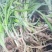 祁东黄花菜苗优质种苗易成活基地直供