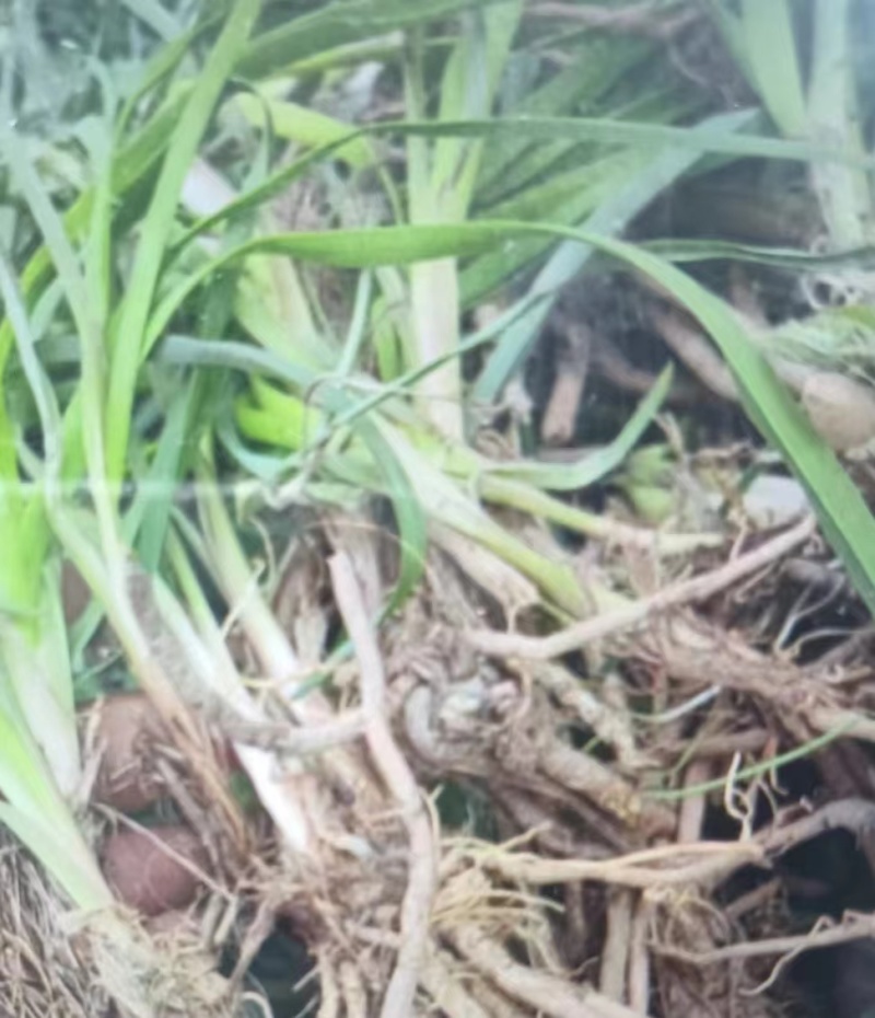 祁东黄花菜苗优质种苗易成活基地直供
