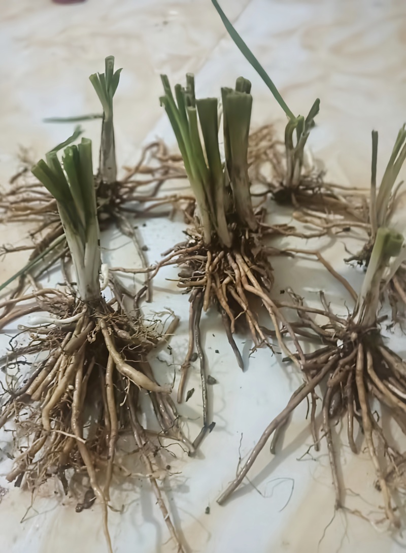 祁东黄花菜苗优质种苗易成活基地直供