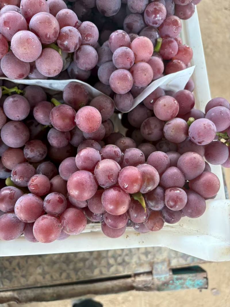 飓风葡萄