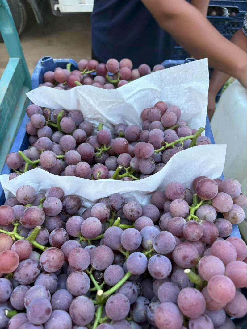 飓风葡萄