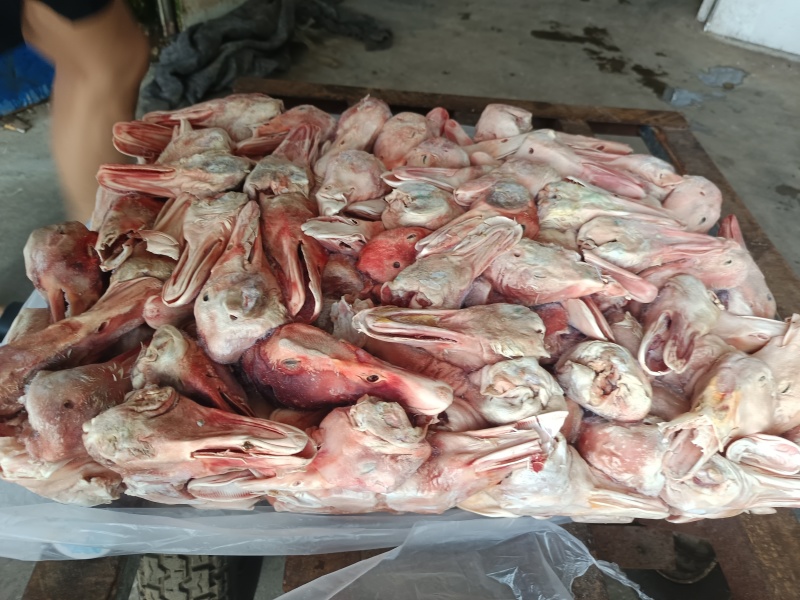 大板鸭头6吨