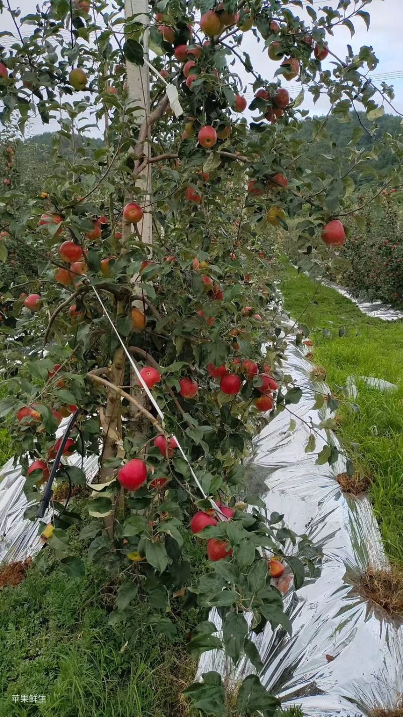 昭通华硕苹果颜色漂亮口感脆甜早熟品种