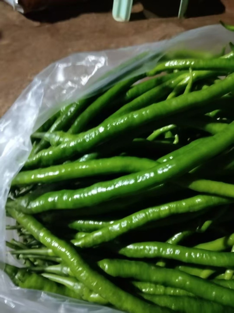 云南精品线椒二荆条。大量上市。质量保证