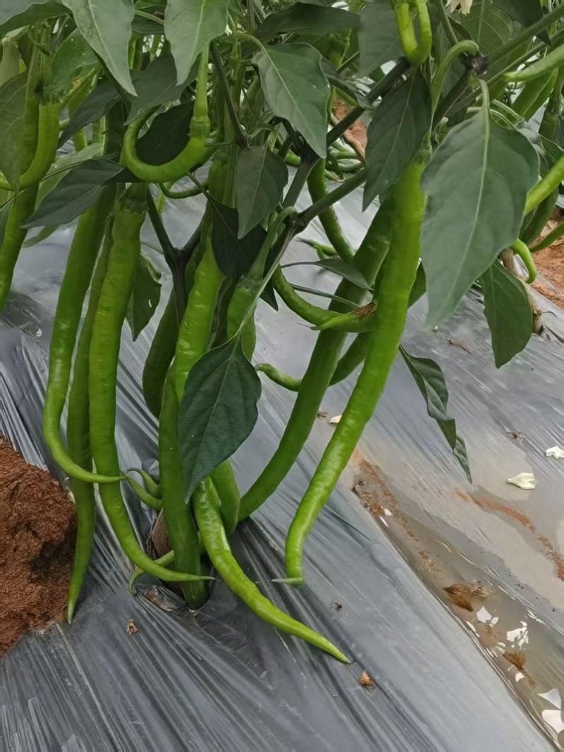 云南精品线椒二荆条。大量上市。质量保证