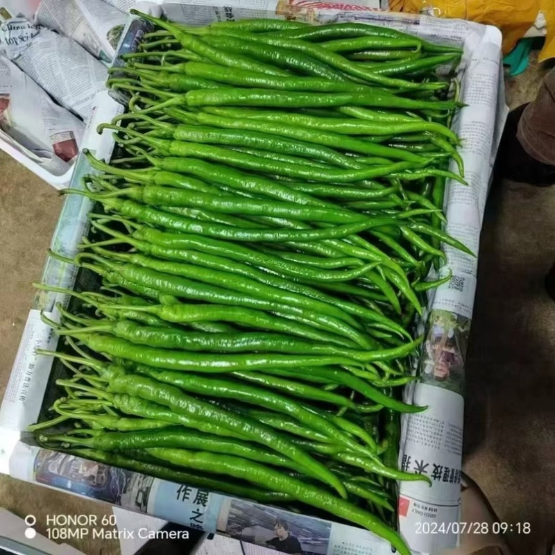 云南精品线椒二荆条。大量上市。质量保证