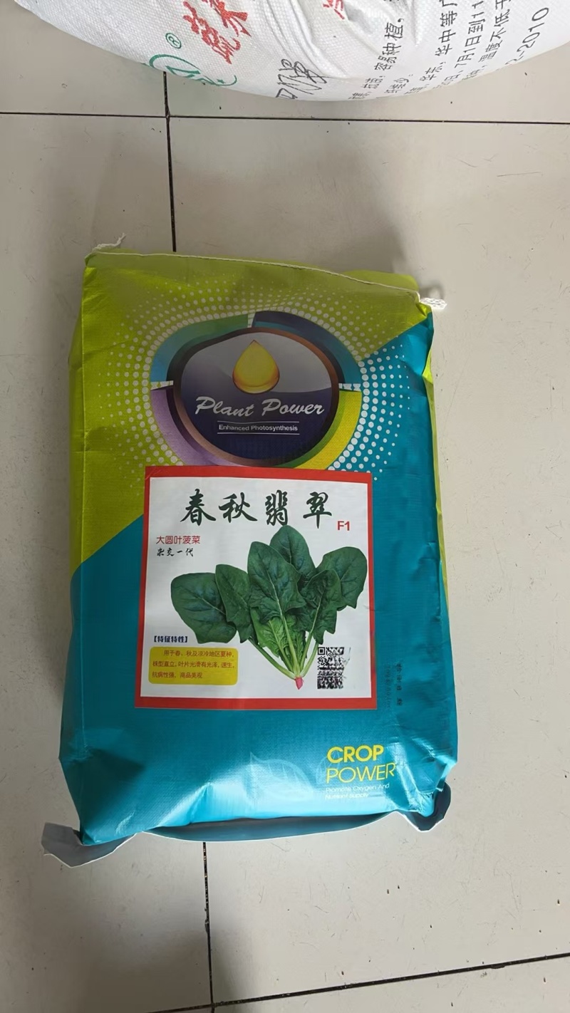 春秋翡翠菠菜种子大圆叶杂交一代耐寒高产厂家