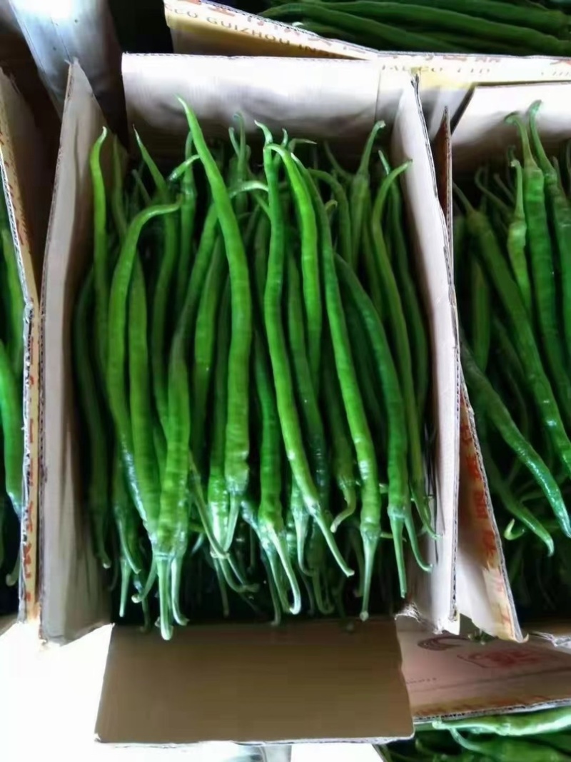 云南精品线椒二荆条。大量上市。质量保证