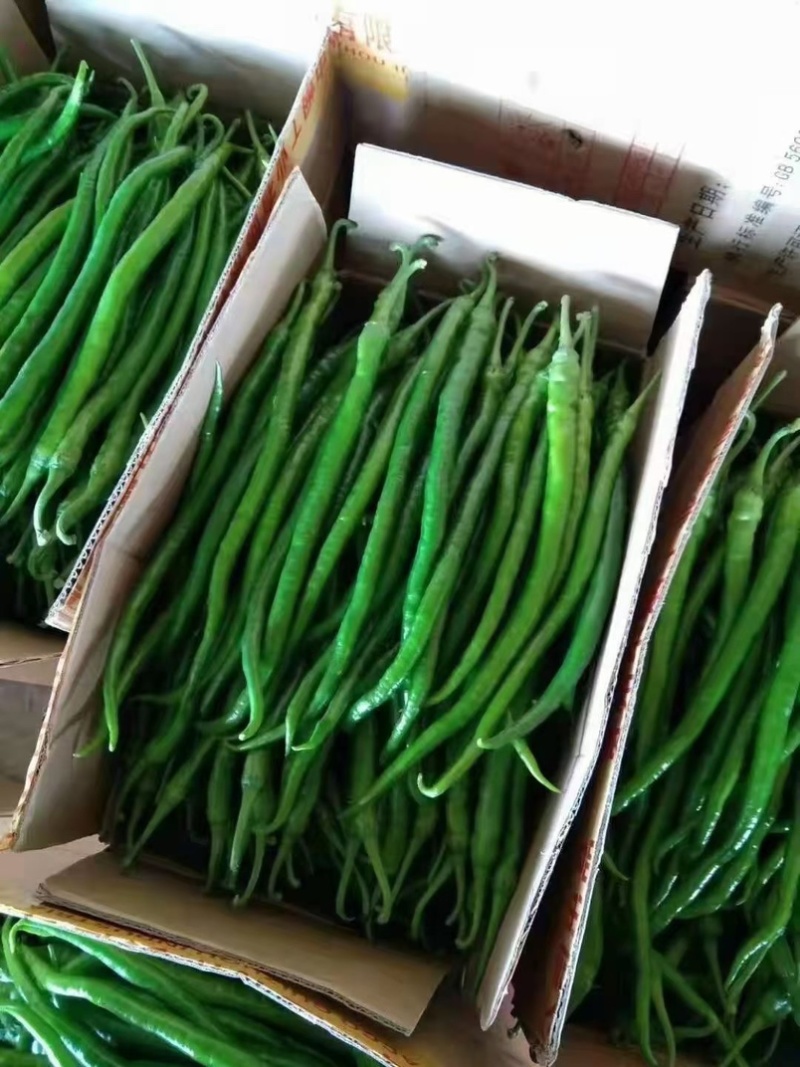 云南精品线椒二荆条。大量上市。质量保证