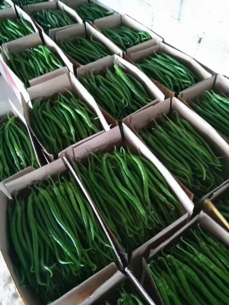 云南精品线椒二荆条。大量上市。质量保证