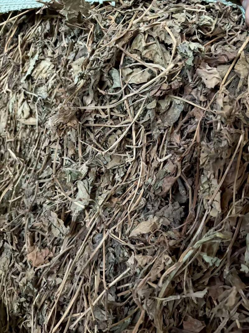 鱼腥草一手货源品质保证支持视频看货选货