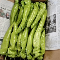 尖椒黄皮绿皮大量上市。质量好颜色好条形好。