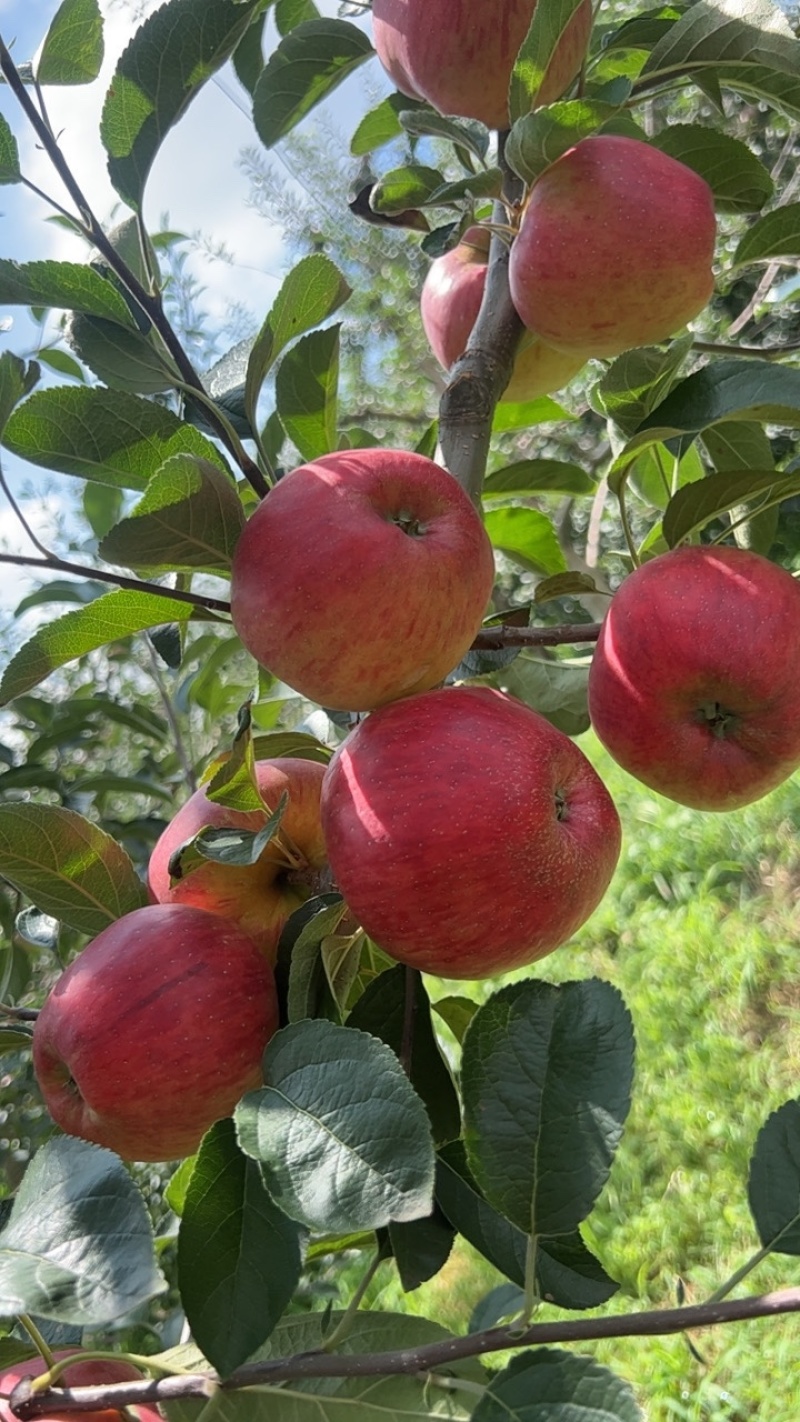 昭通红露糖心苹果苹果脆甜多汁代办代收欢迎进店