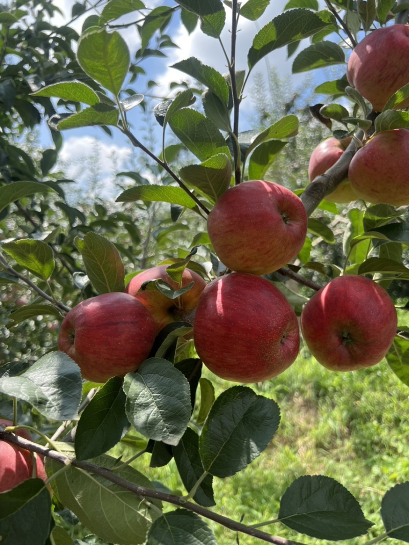 昭通红露糖心苹果苹果脆甜多汁代办代收欢迎进店