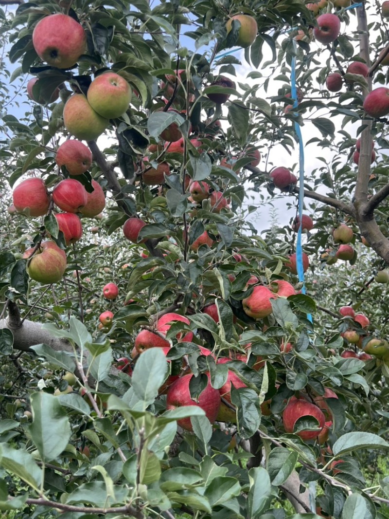 昭通红露糖心苹果苹果脆甜多汁代办代收欢迎进店