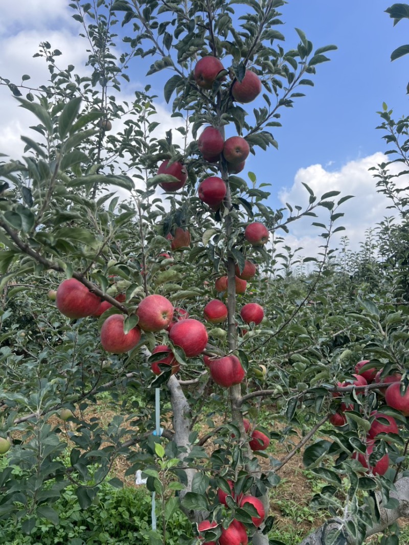 昭通红露糖心苹果苹果脆甜多汁代办代收欢迎进店