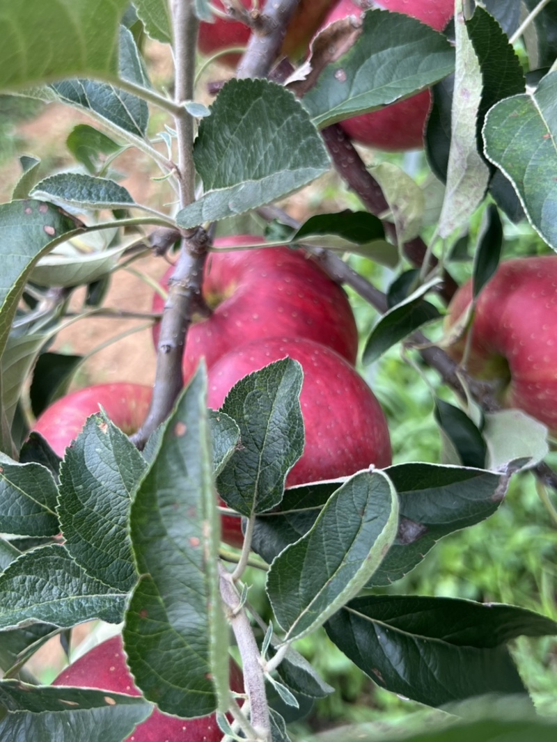 昭通红露糖心苹果苹果脆甜多汁代办代收欢迎进店
