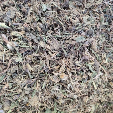 蒲公英品质保证全国发货量大从优欢迎来电