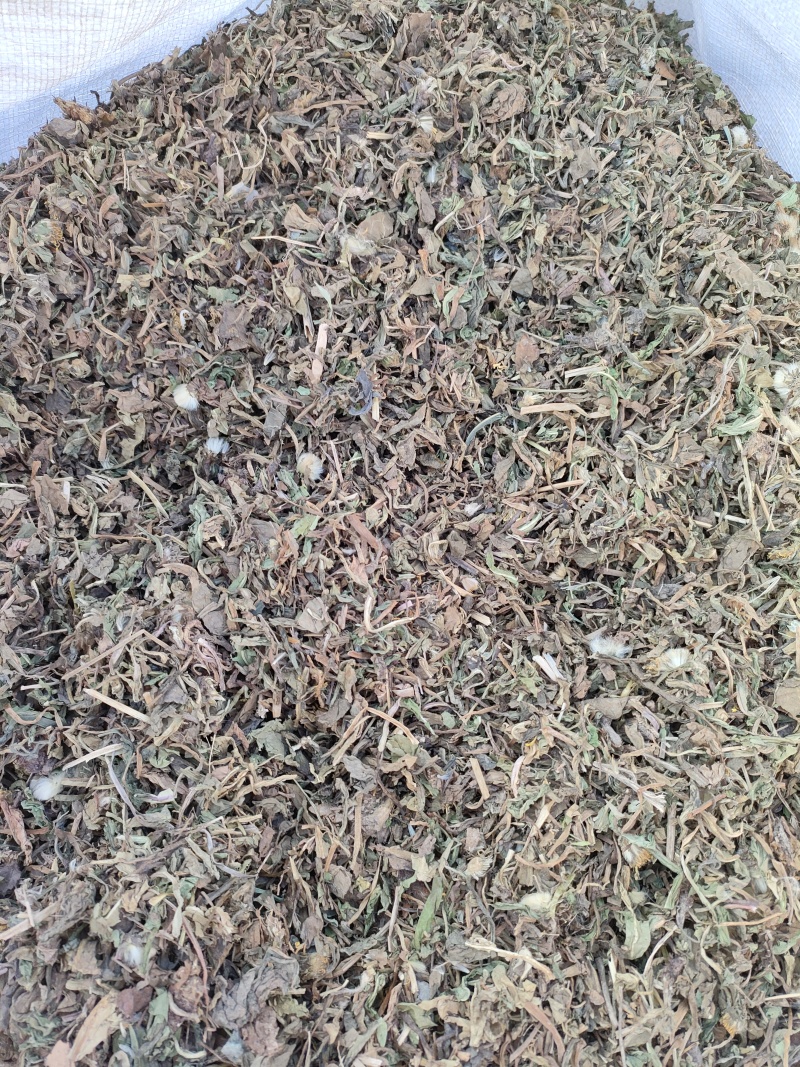 蒲公英品质保证全国发货量大从优欢迎来电