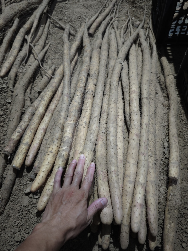 河北小白嘴山药一级大货