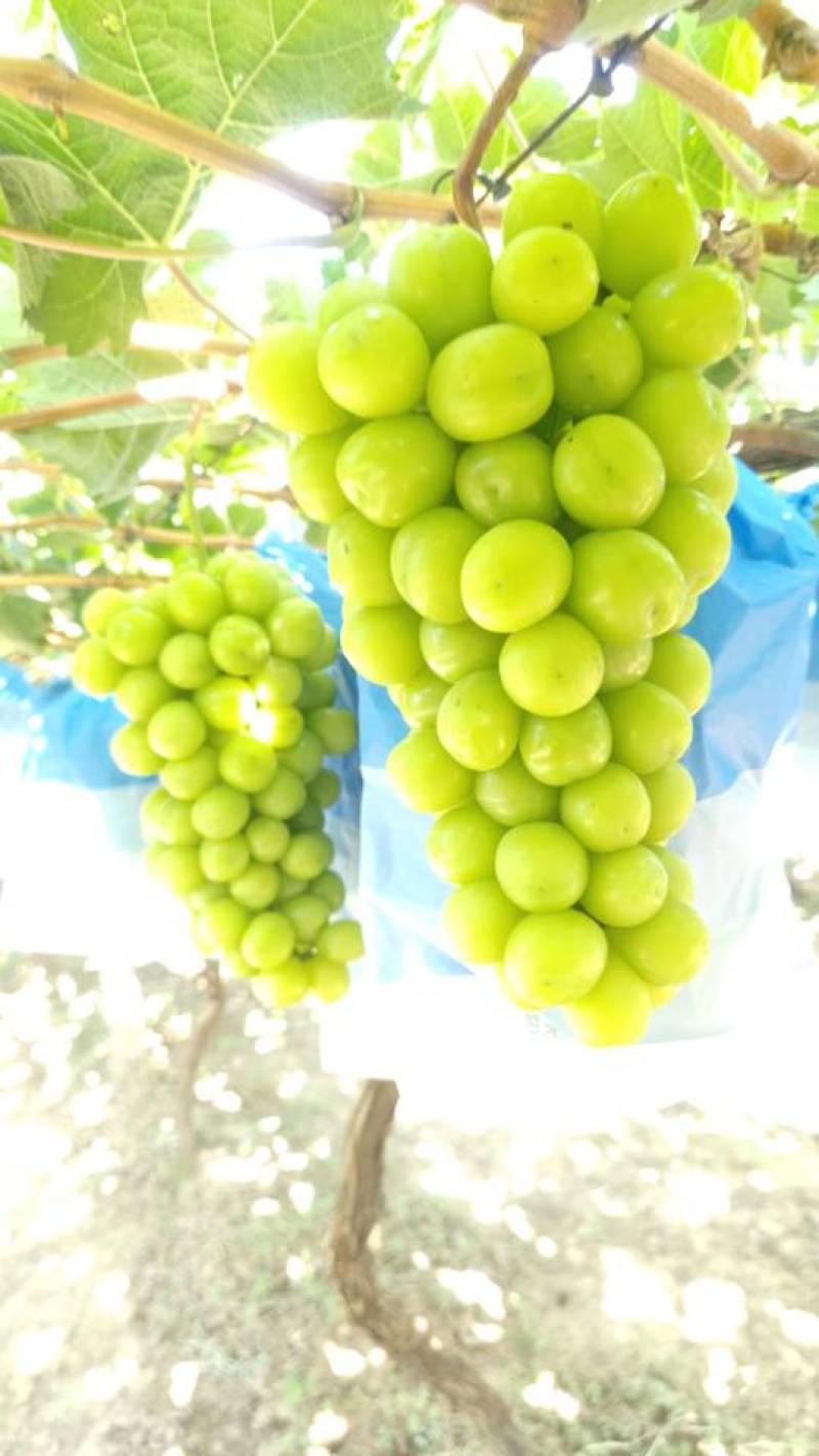 自家阳光玫瑰开园，头茬好货