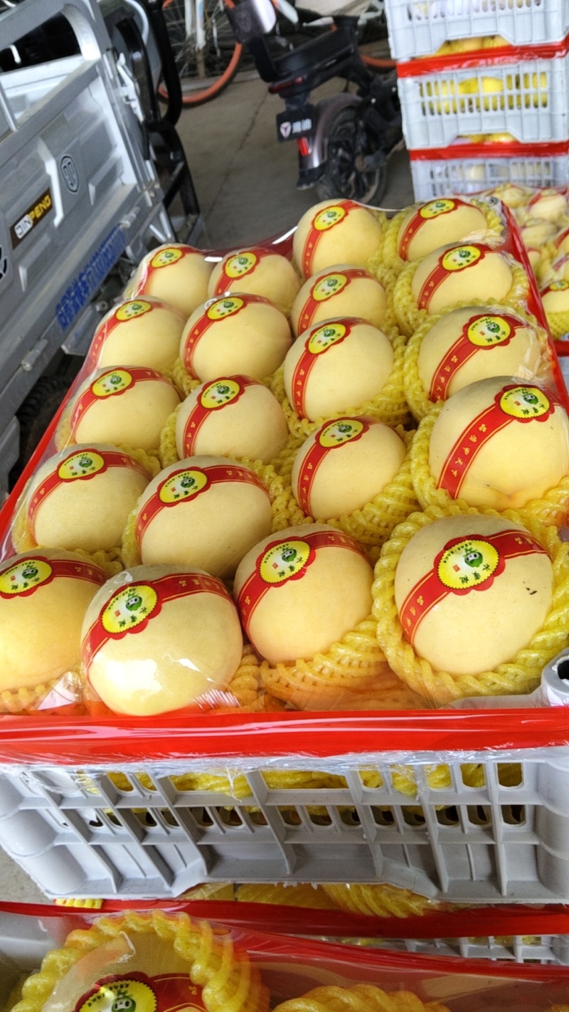 黄毛桃