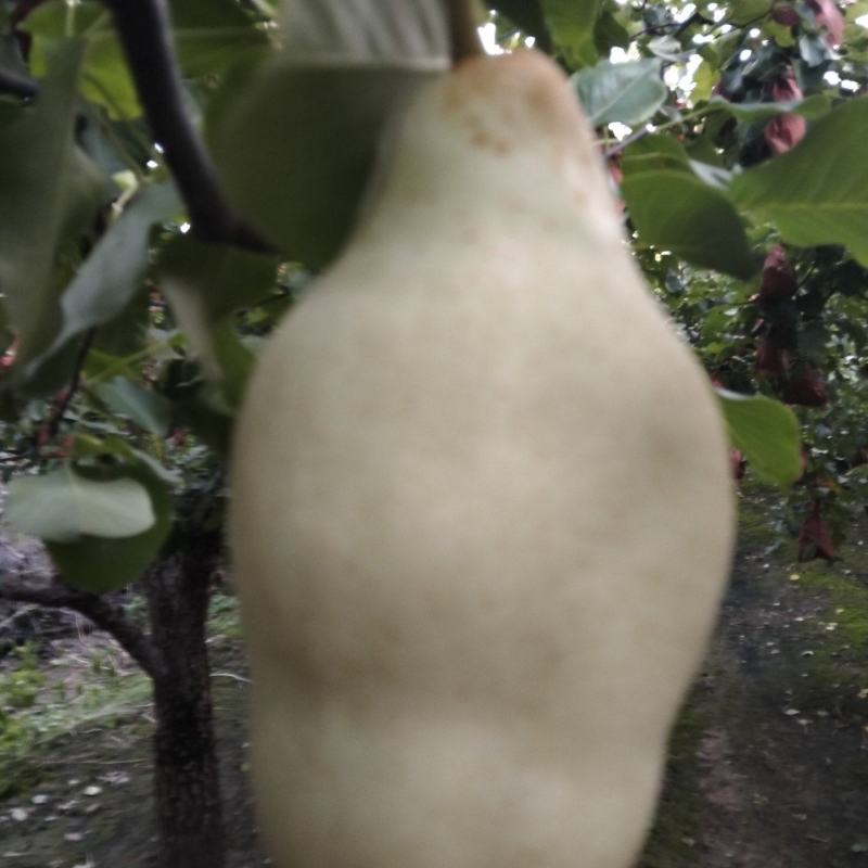 贵妃梨有需要的和我联系，电话***********