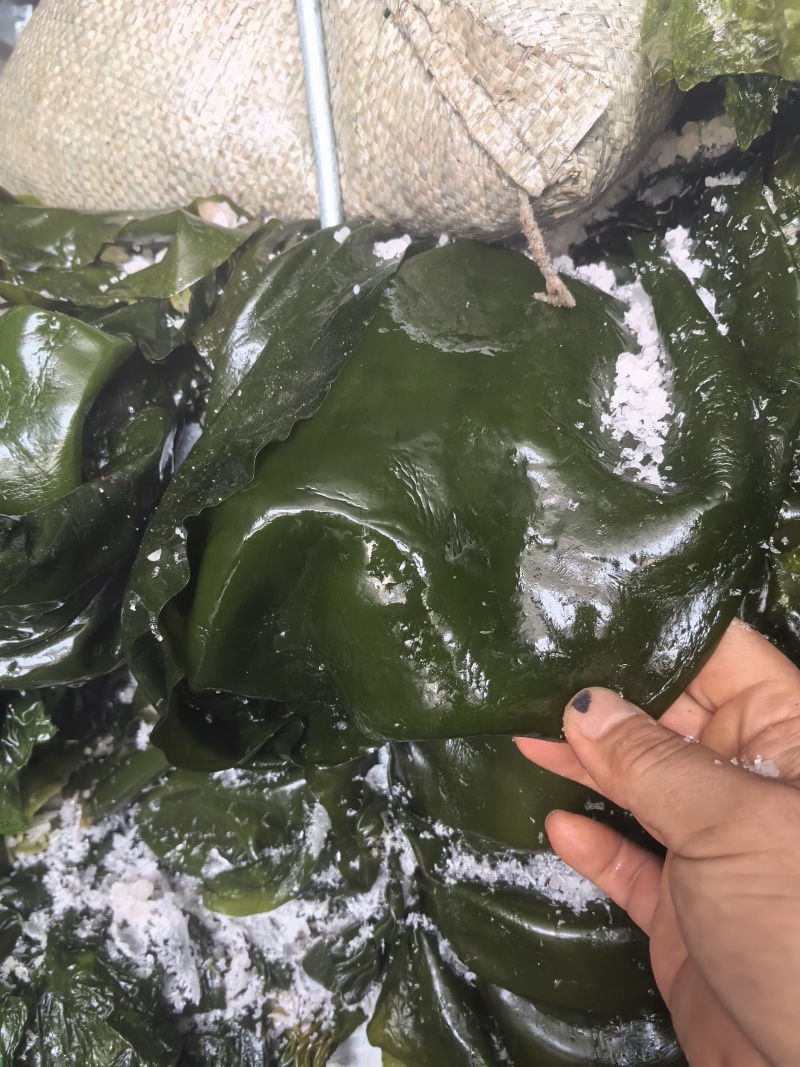 【一手货源】盐渍整颗海带大量供应品质保证视频看货